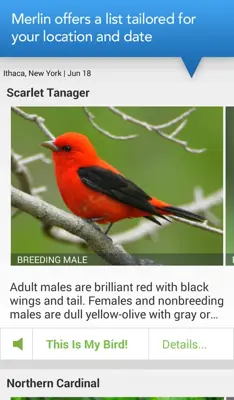 Merlin Bird ID android App screenshot 15